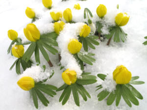 Eranthis hyemalis - Winter Aconite in snow.